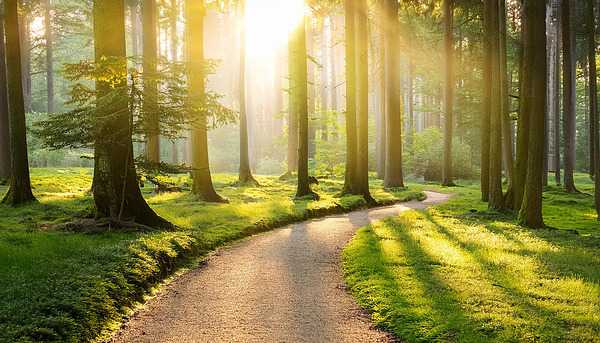 Sendero entre árboles con luz suave al fondo